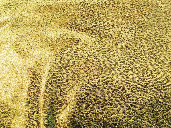 Gold Metallic